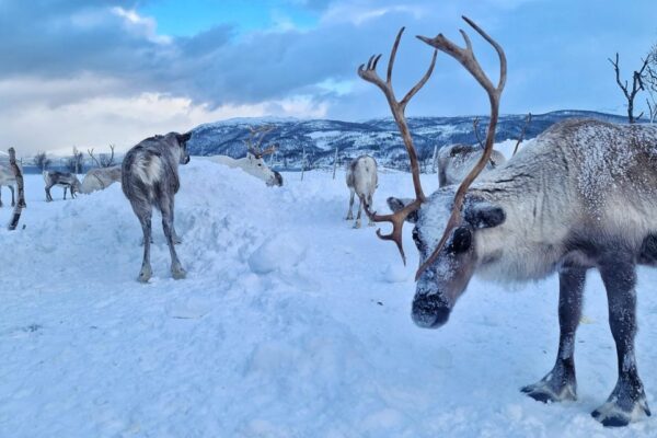 Fiordy Norweskie, Kopenhaga z Warnemünde