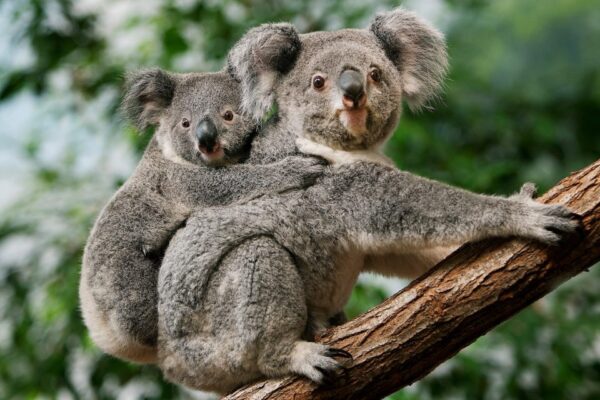 Rejs z Singapuru, Bali , Australia do Sydney – Norwegian Spirit -20 dni