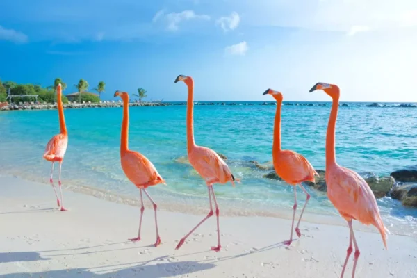 Rejs Karaiby Curacao z Dominikany – AIDAblu 15 dni