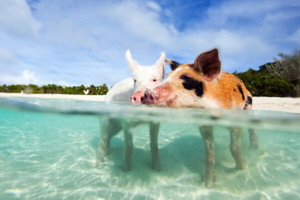 Rejs Bahamy z Miami – MSC Seaside 5 dni 24.8.2026